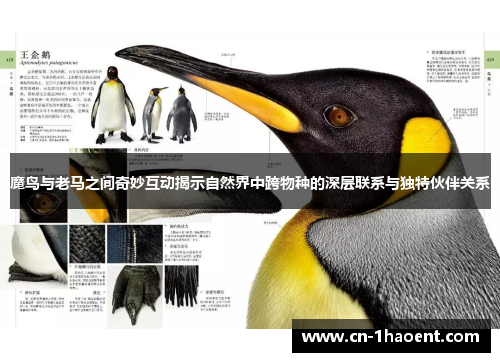 魔鸟与老马之间奇妙互动揭示自然界中跨物种的深层联系与独特伙伴关系